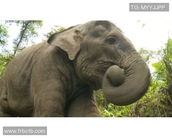 德国足球明星兄妹的传奇故事与辉煌成就揭秘